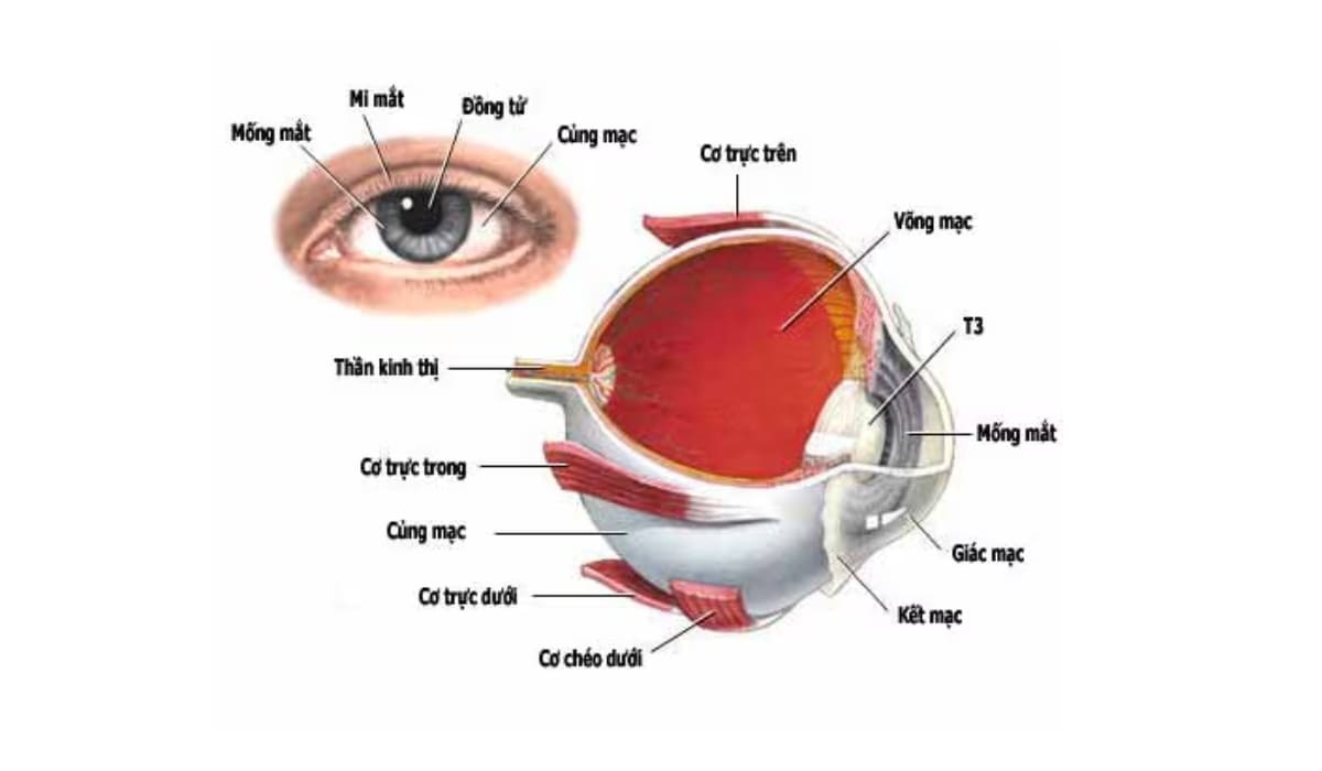 Cấu tạo võng mạc mắt và cơ chế hội tụ ánh sáng tại đáy mắt 